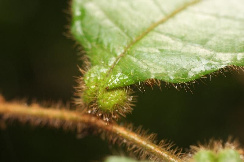 Hirtella physophora other