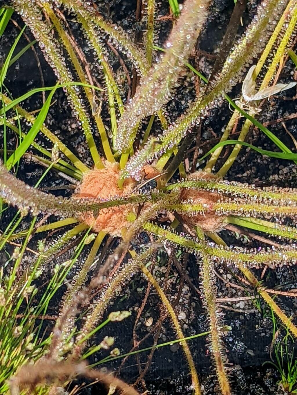 Drosera filiformis bark