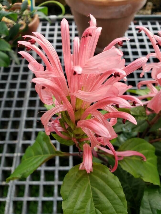 Justicia carnea flower