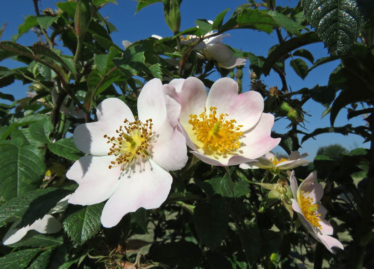 Rosa stylosa flower