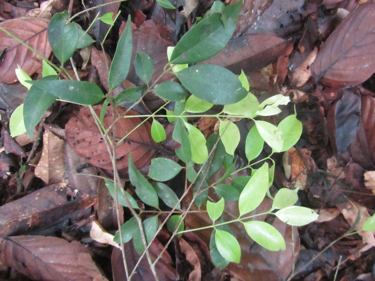 Myrciaria vexator — houseplant care guide