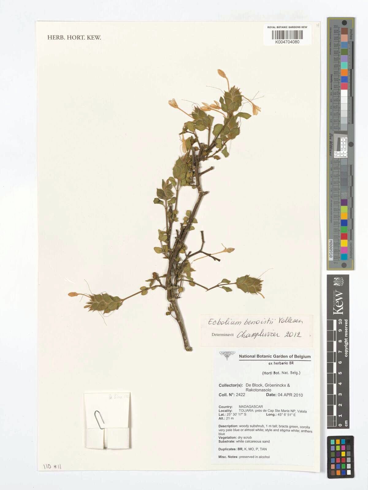 Ecbolium benoistii — related species from the same genus