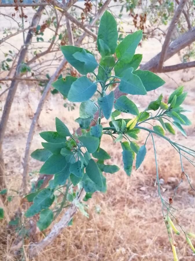 Nicotiana glauca leaf