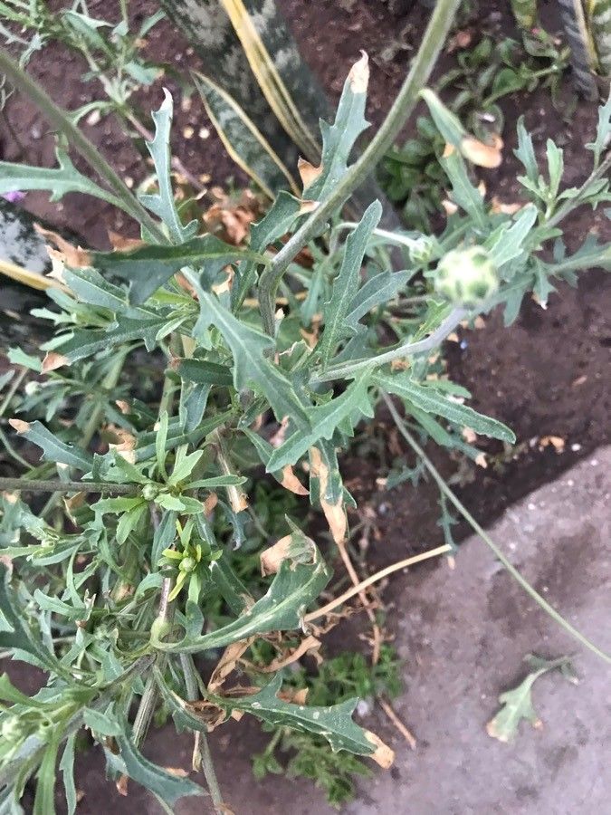 Cirsium texanum — search result for 'Cirsium'