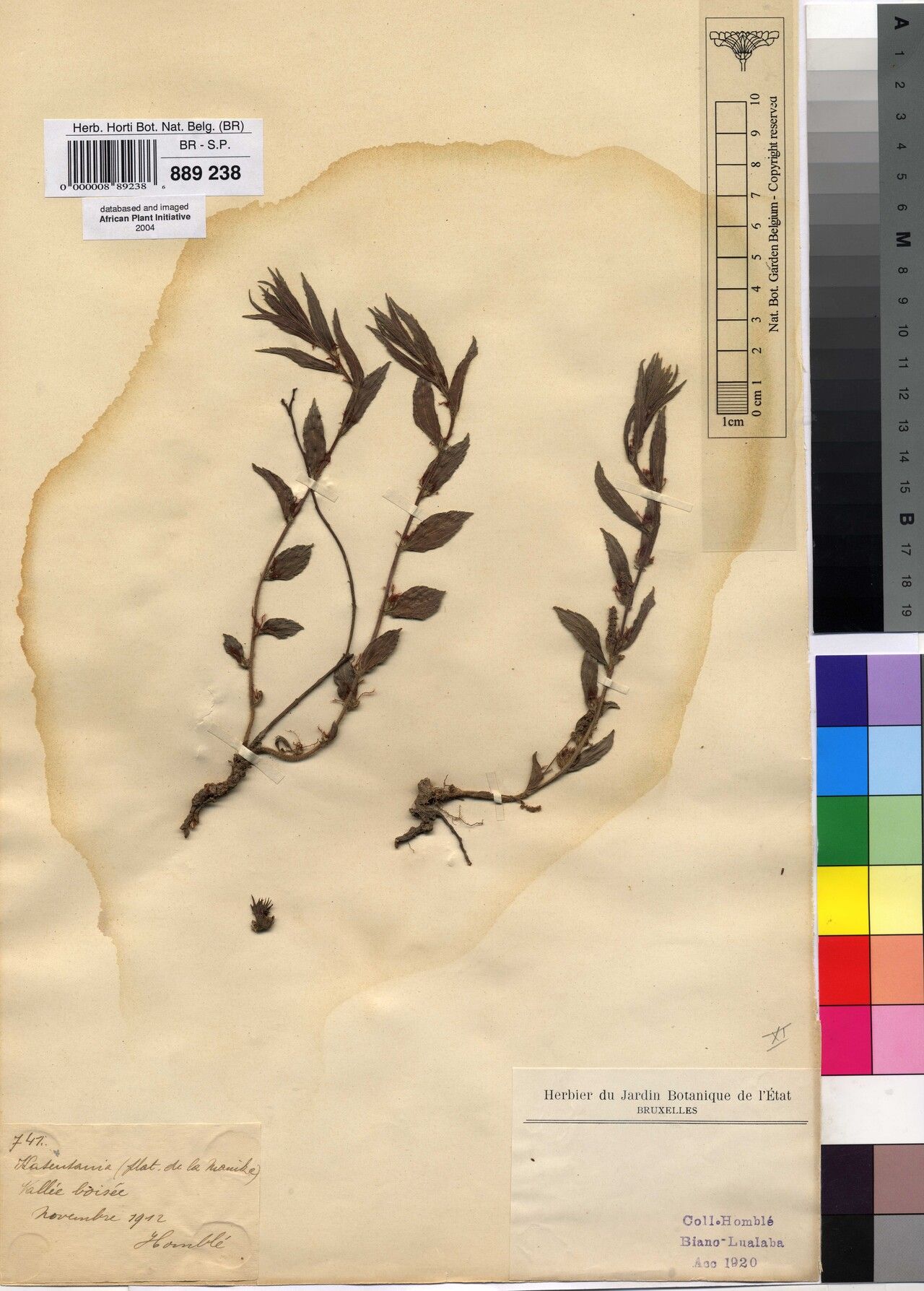 Acalypha homblei — houseplant care guide