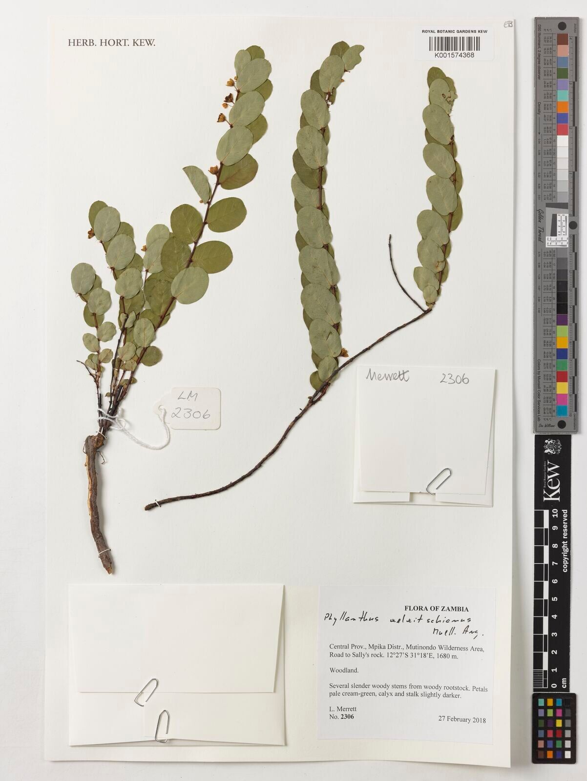 Phyllanthus welwitschianus — houseplant care guide