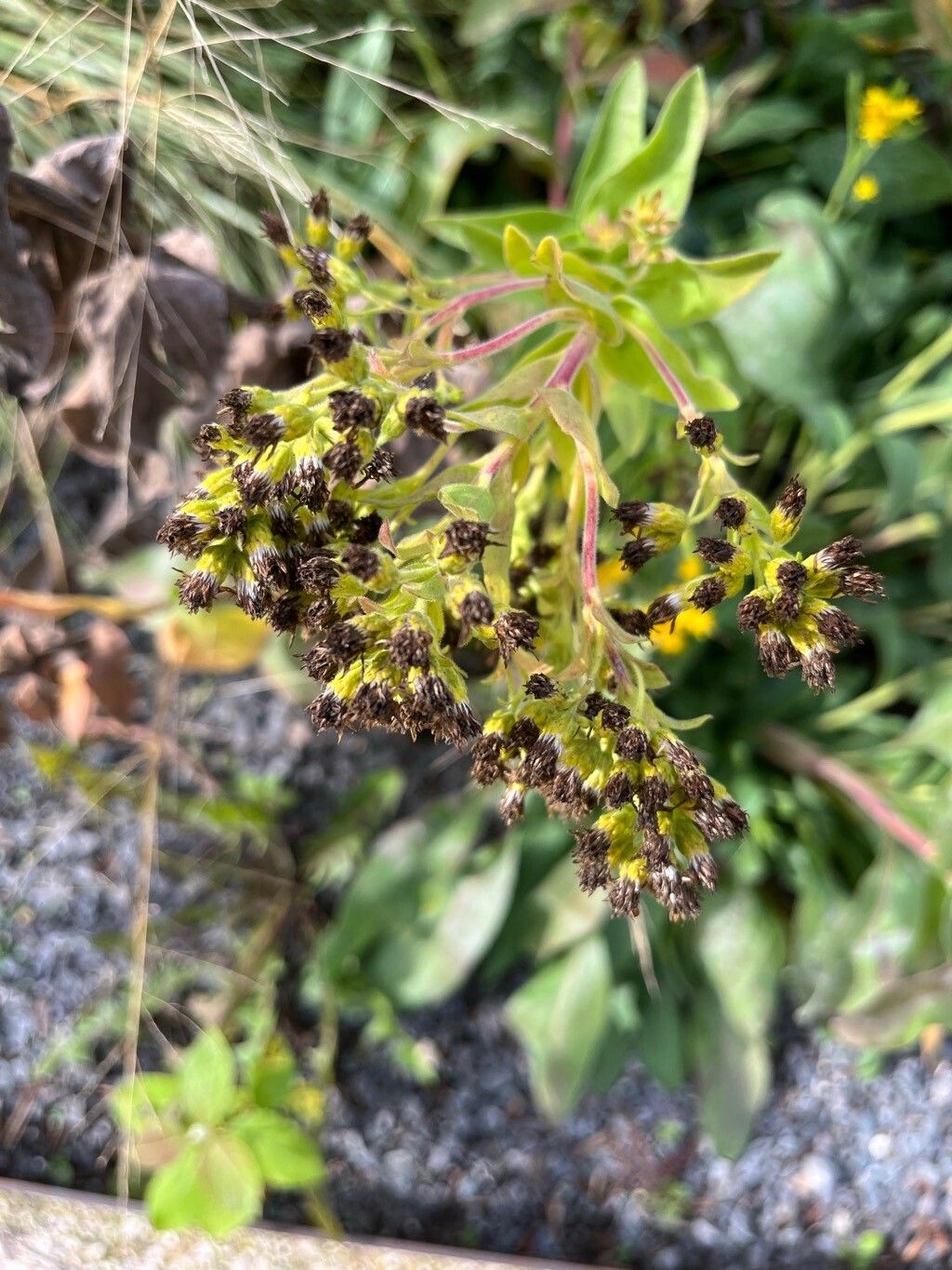 Solidago rigida fruit