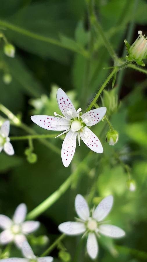 Saxifraga rotundifolia flower