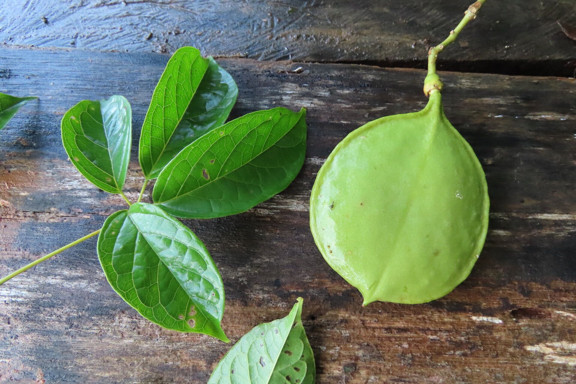 Anemopaegma orbiculatum — houseplant care guide