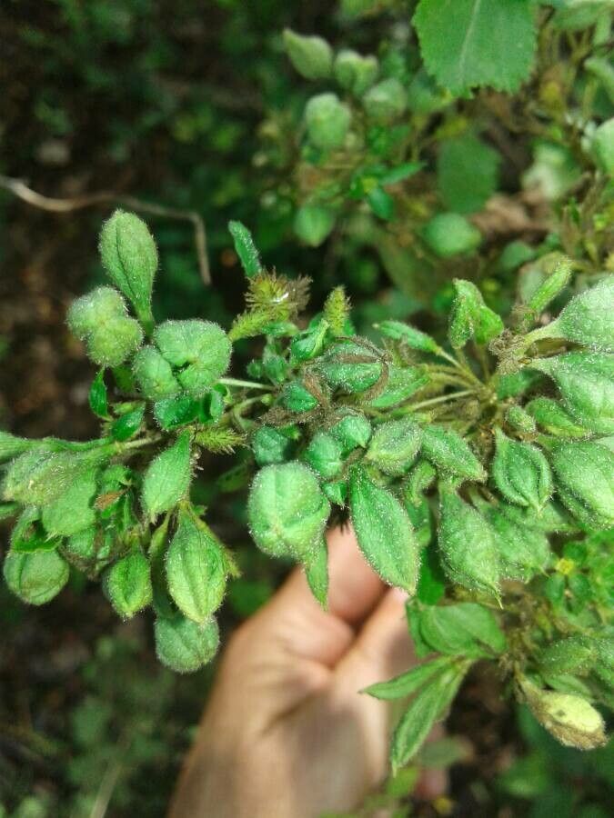 Triumfetta semitriloba fruit