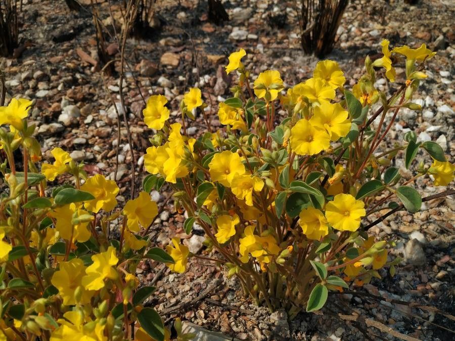 Oxalis hirsutissima flower