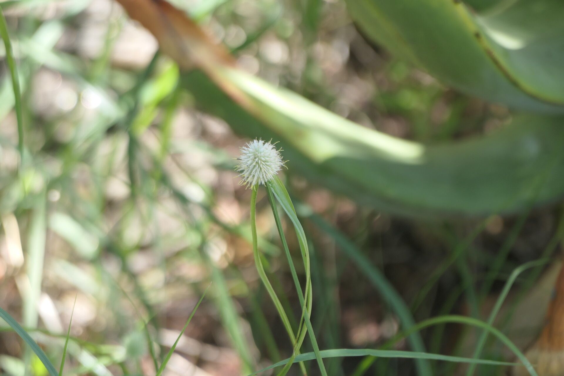 Cyperus alatus flower