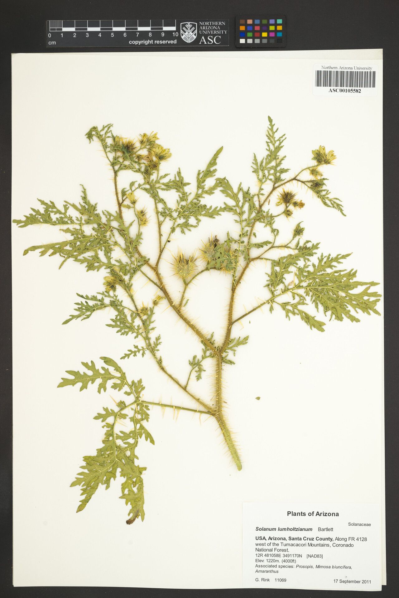 Solanum lumholtzianum — houseplant care guide