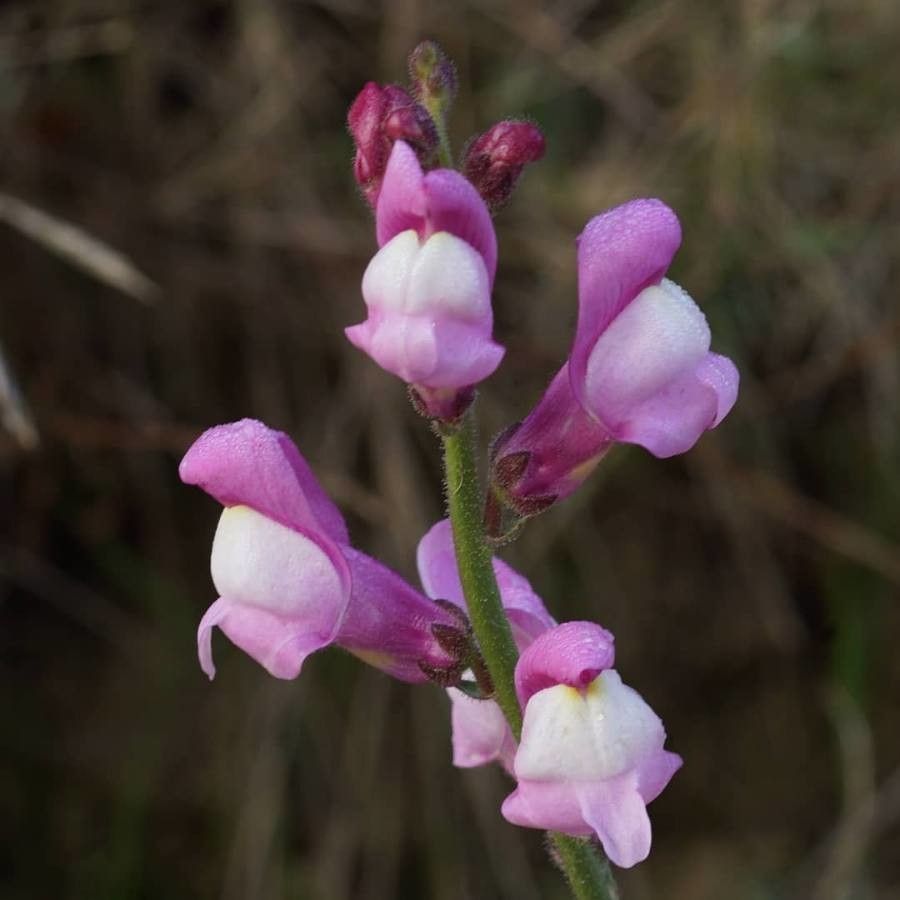 Antirrhinum litigiosum flower