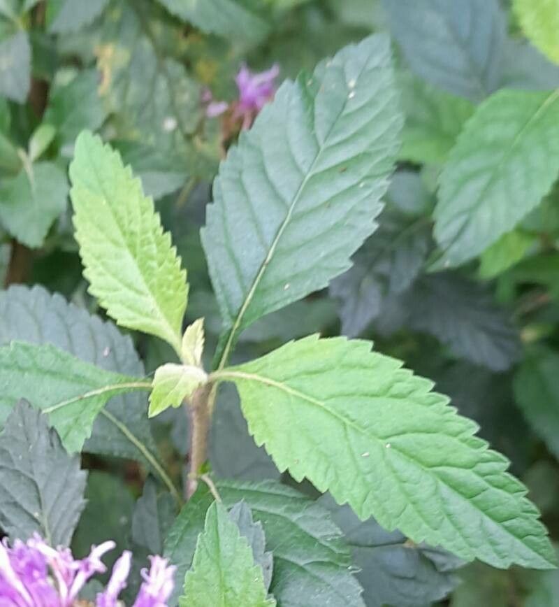 Centratherum punctatum — houseplant care guide