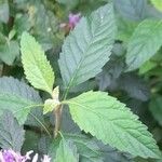 Centratherum punctatum