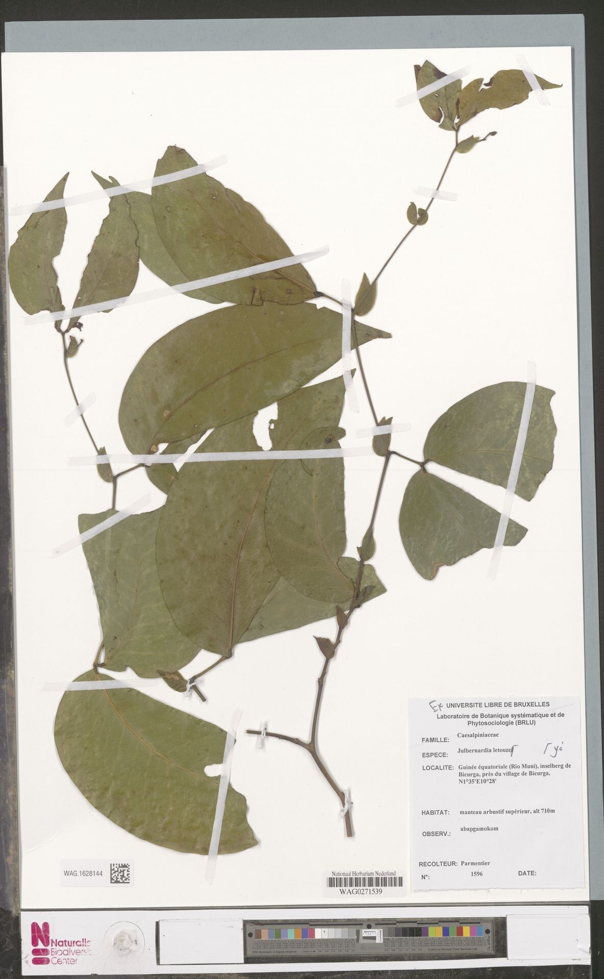Julbernardia letouzeyi — related species from the same genus