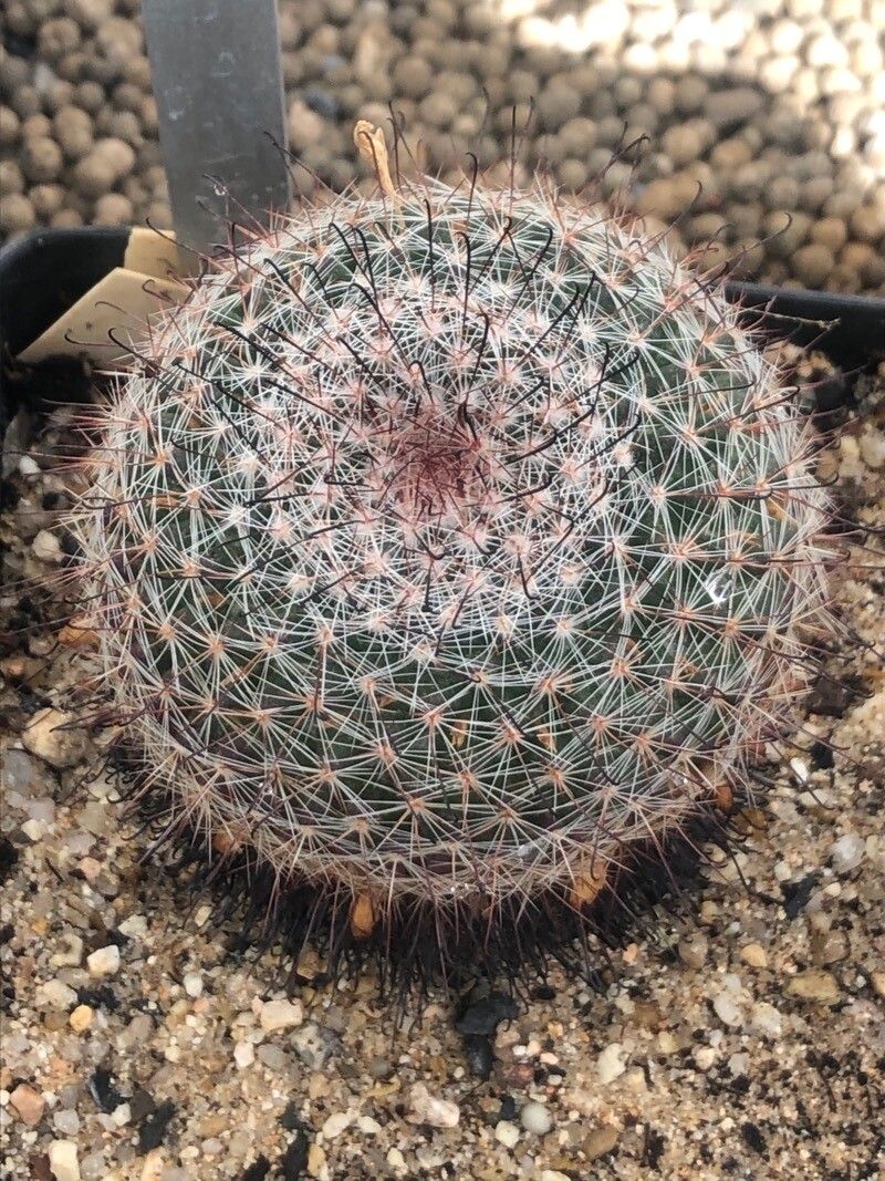 Mammillaria beneckei — search result for 'Mammillaria'