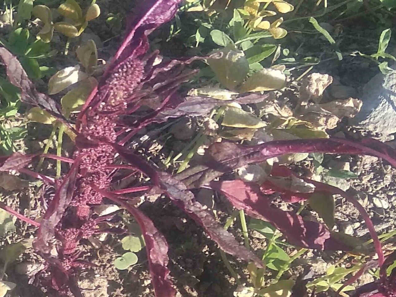 Amaranthus dubius flower