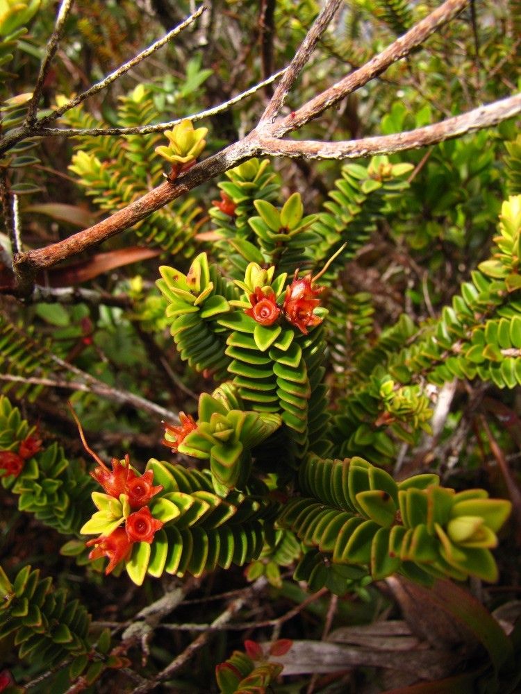 Metrosideros cacuminum