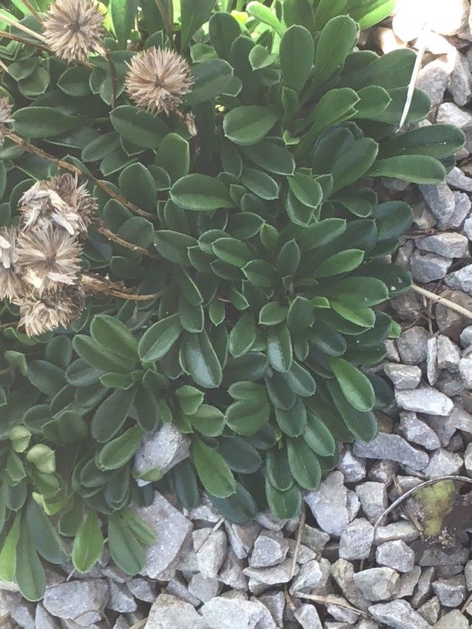 Globularia meridionalis — houseplant care guide