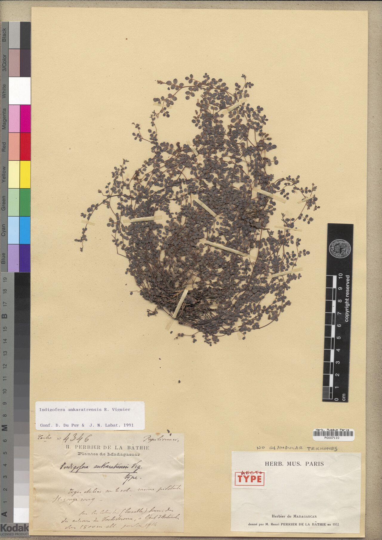 Indigofera ankaratrensis — search result for 'Indigofera'