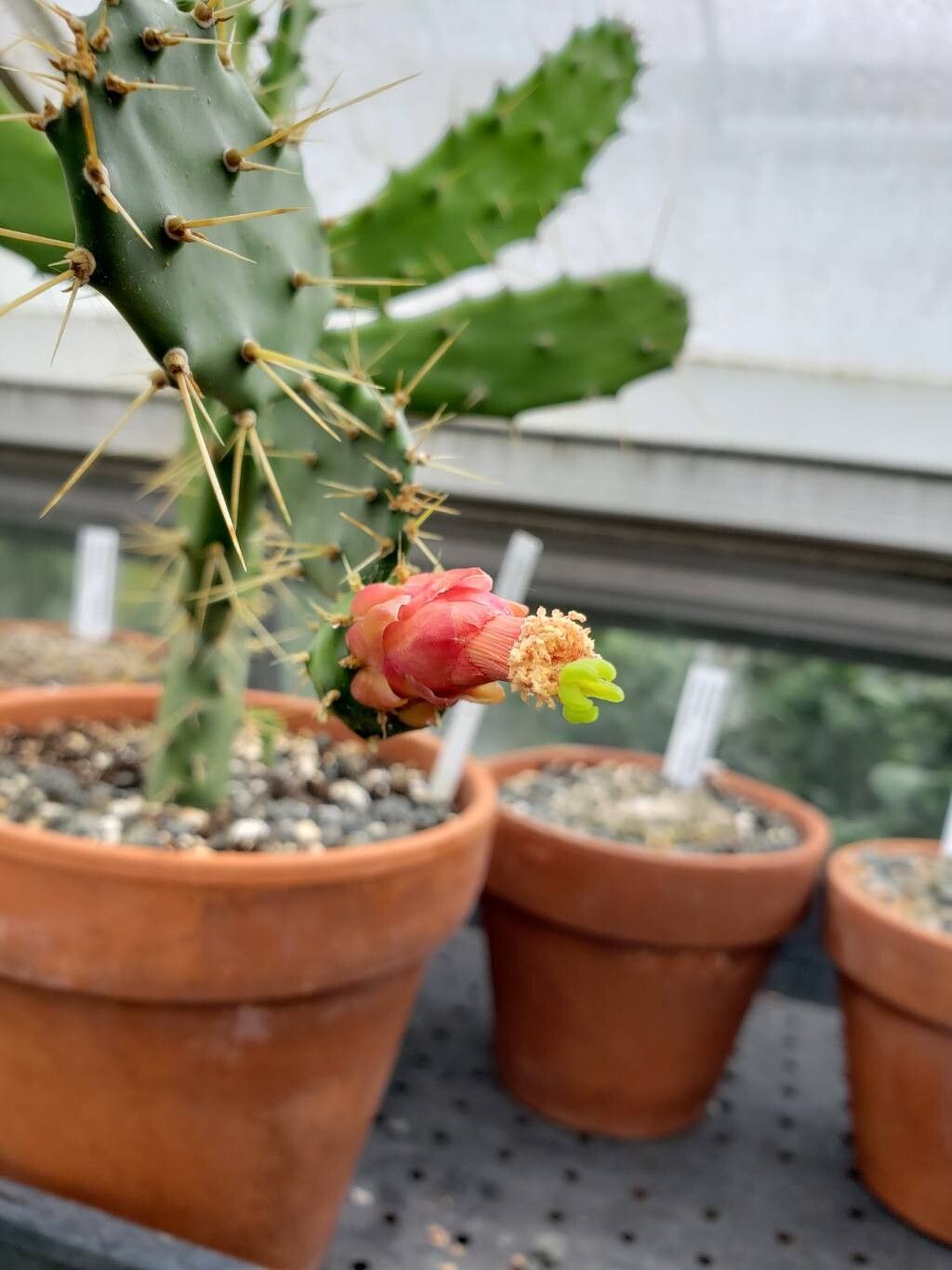 Opuntia dejecta flower