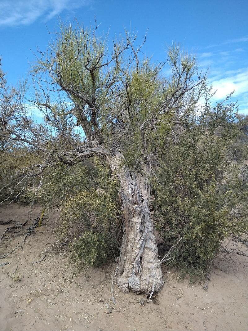 Ephedra boelckei bark