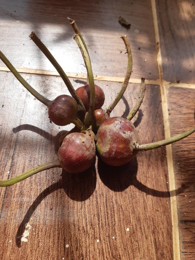 Crinum viviparum fruit