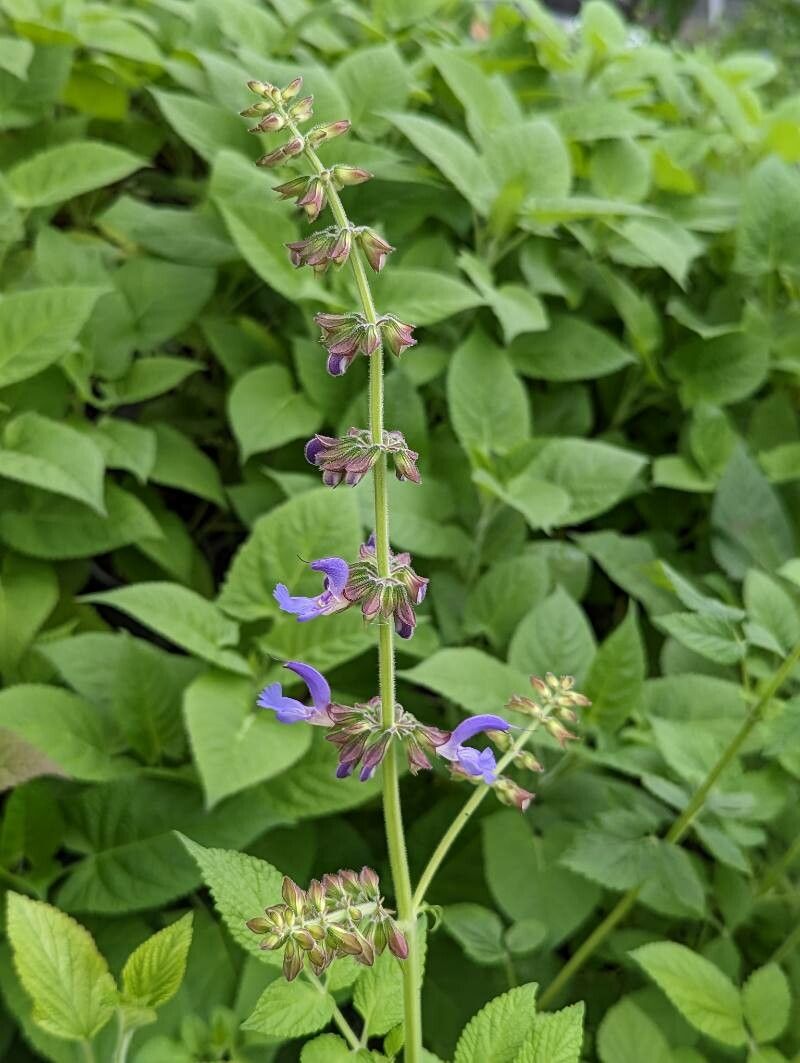Salvia miltiorrhiza flower