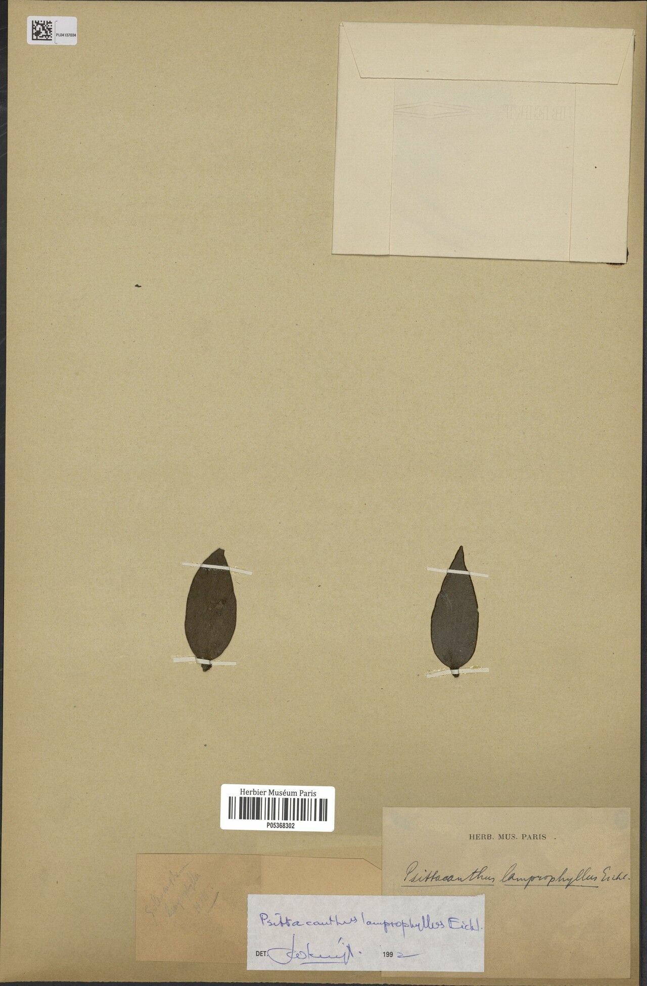 Psittacanthus lamprophyllus — houseplant care guide