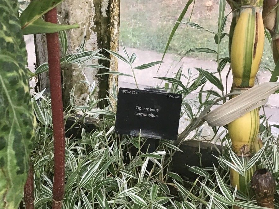 Oplismenus compositus leaf