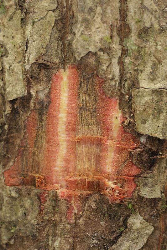 Pachira flaviflora other