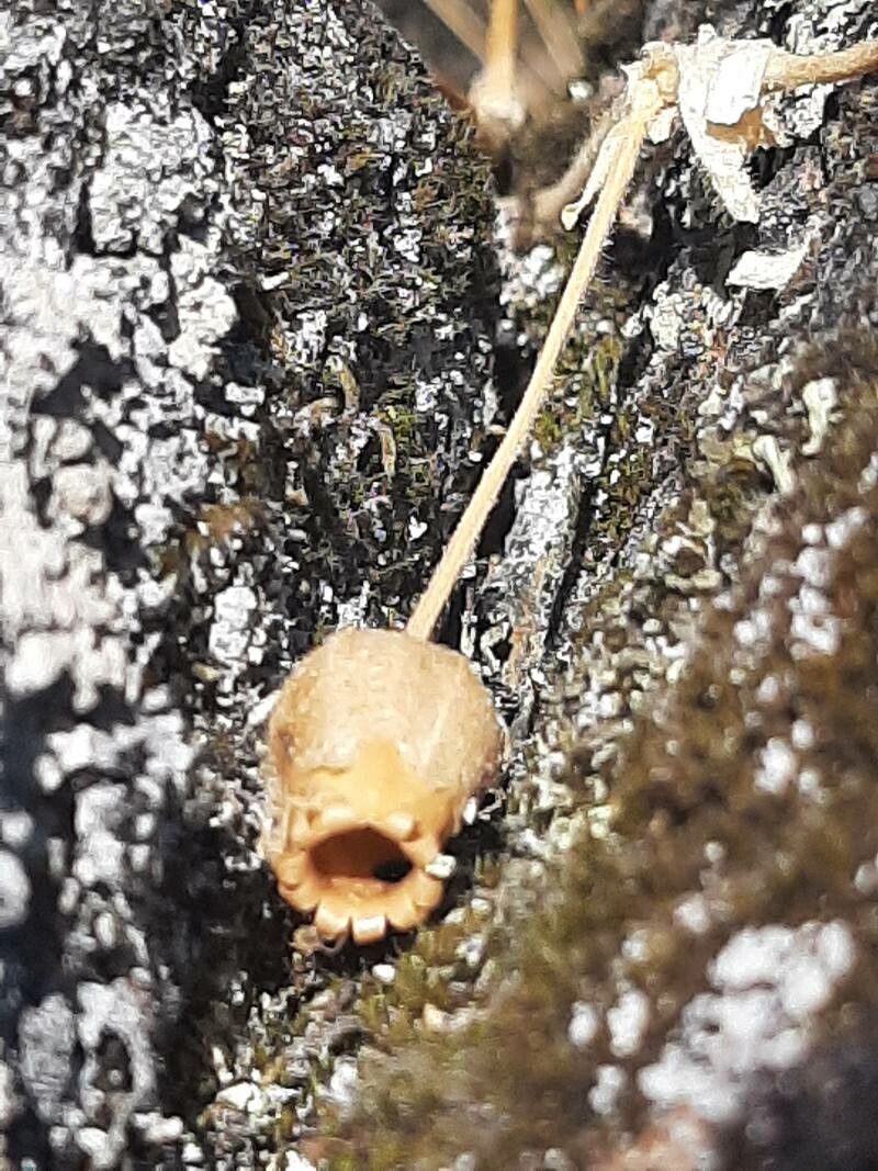 Silene vivianii flower