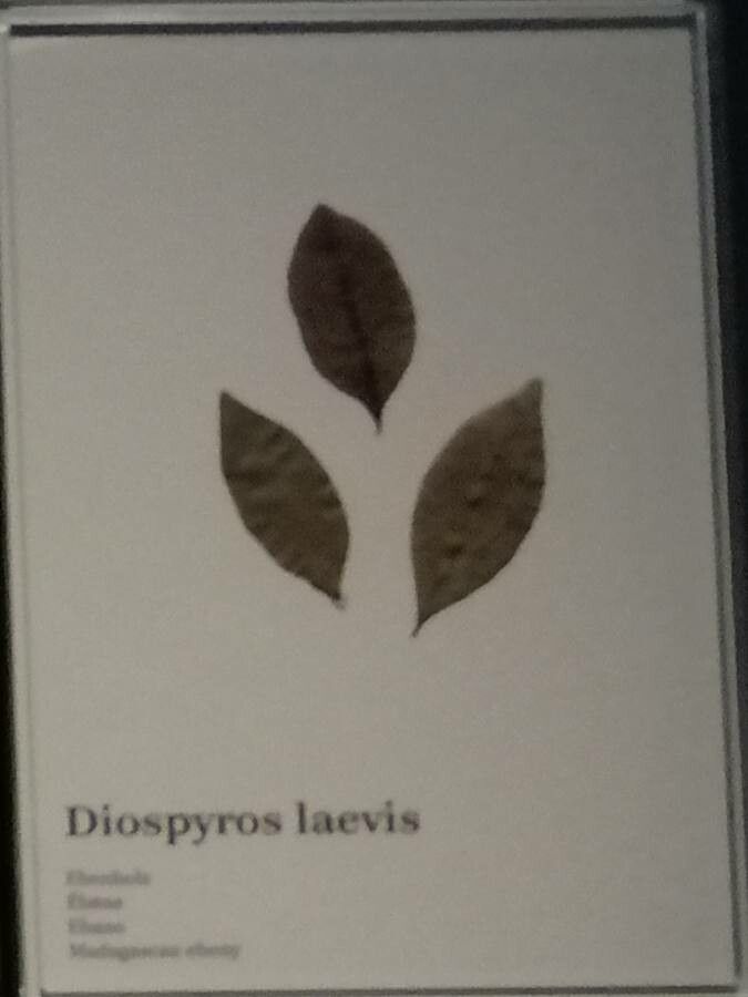 Diospyros laevis — houseplant care guide