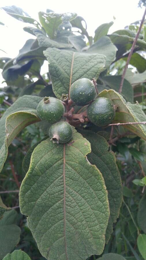 Vangueria infausta fruit