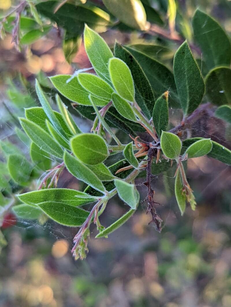 Arctostaphylos pungens leaf