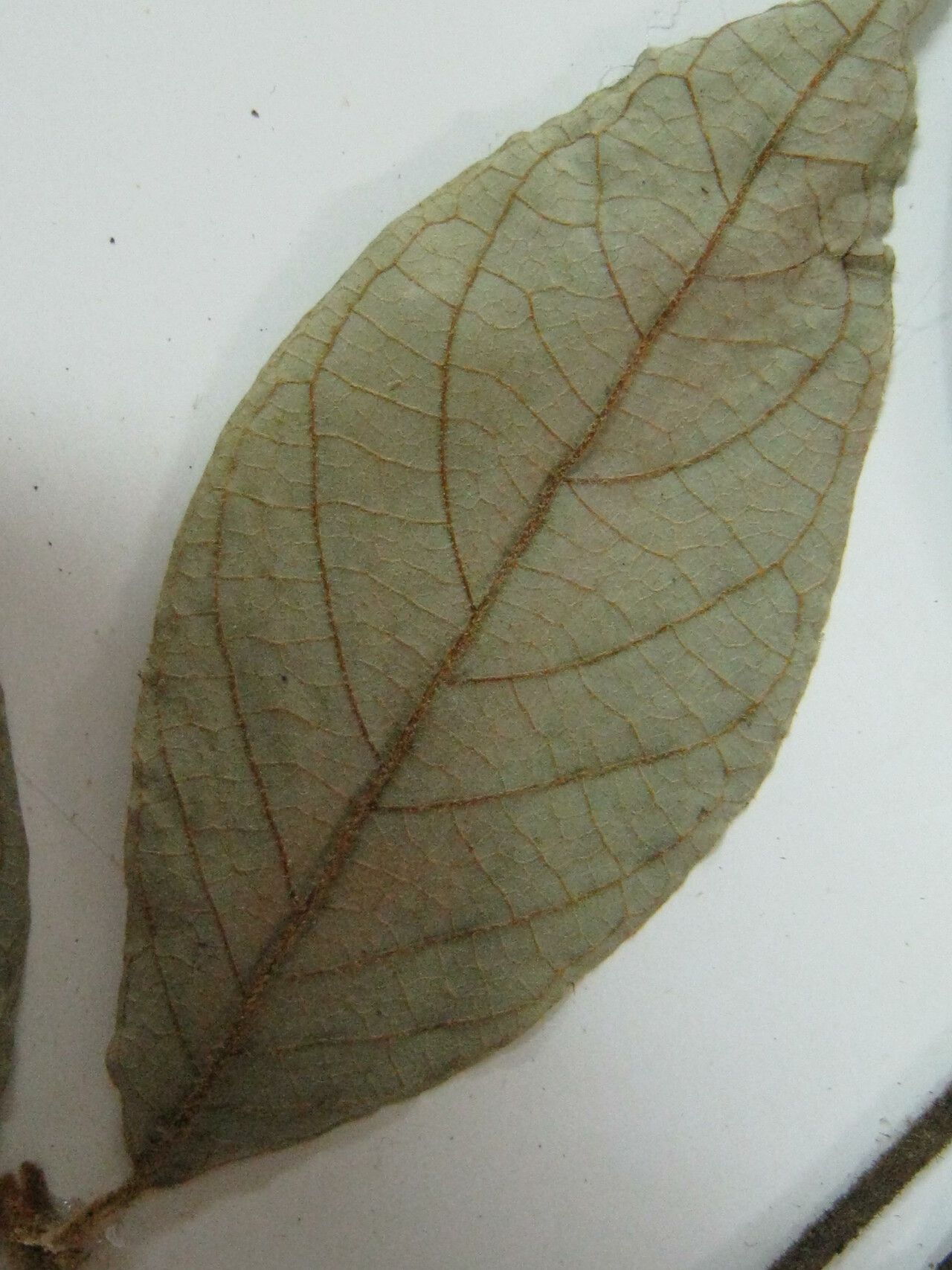 Styrax sieberi — search result for 'Styrax'