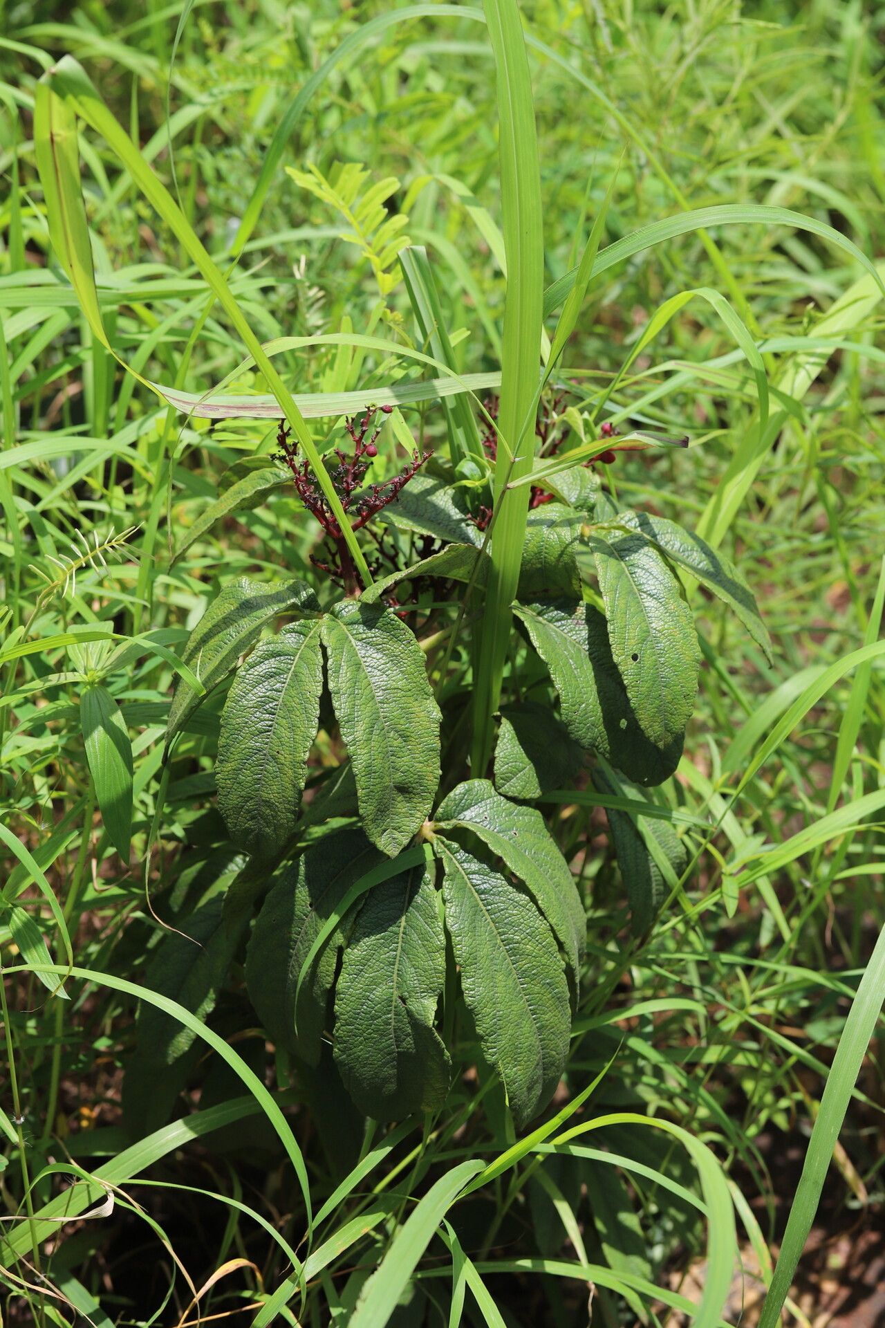 Cyphostemma sokodense — houseplant care guide