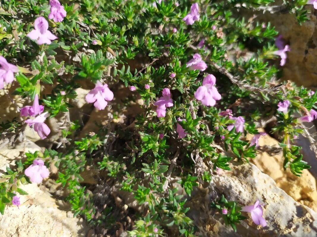 Micromeria inodora flower