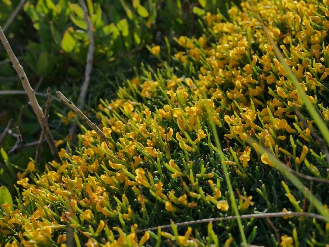 Anthyllis hystrix other