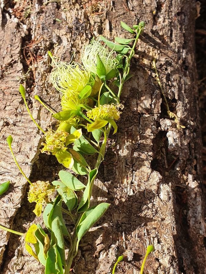 Maerua decumbens flower