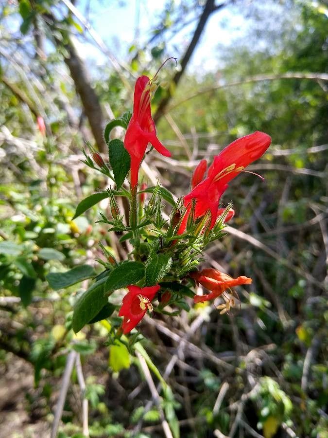 Ruellia asperula — search result for 'Ruellia'