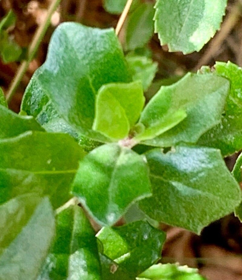 Baccharis rhomboidalis leaf