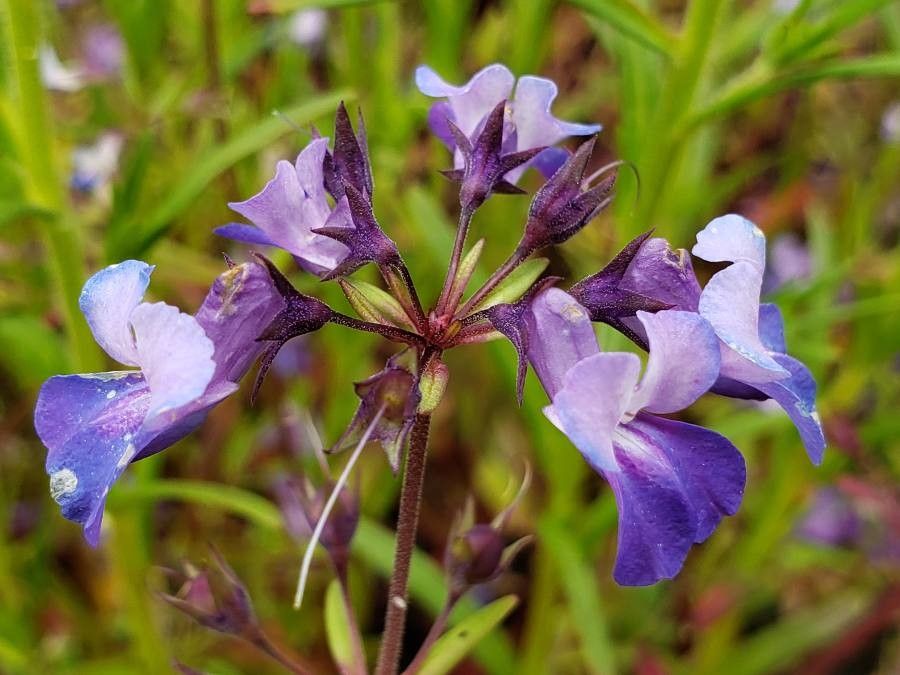 Collinsia grandiflora flower