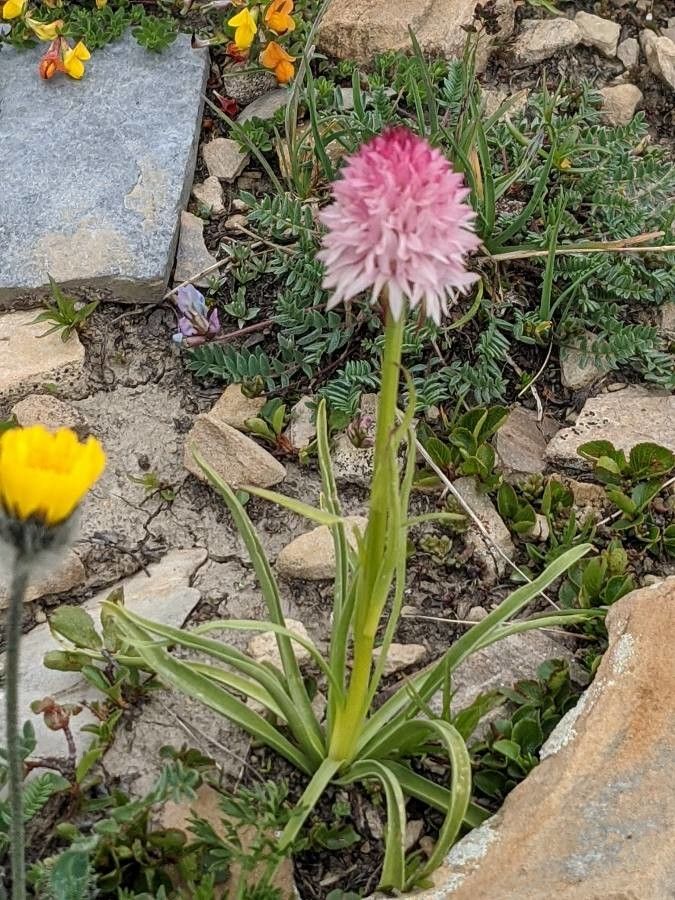 Gymnadenia corneliana habit