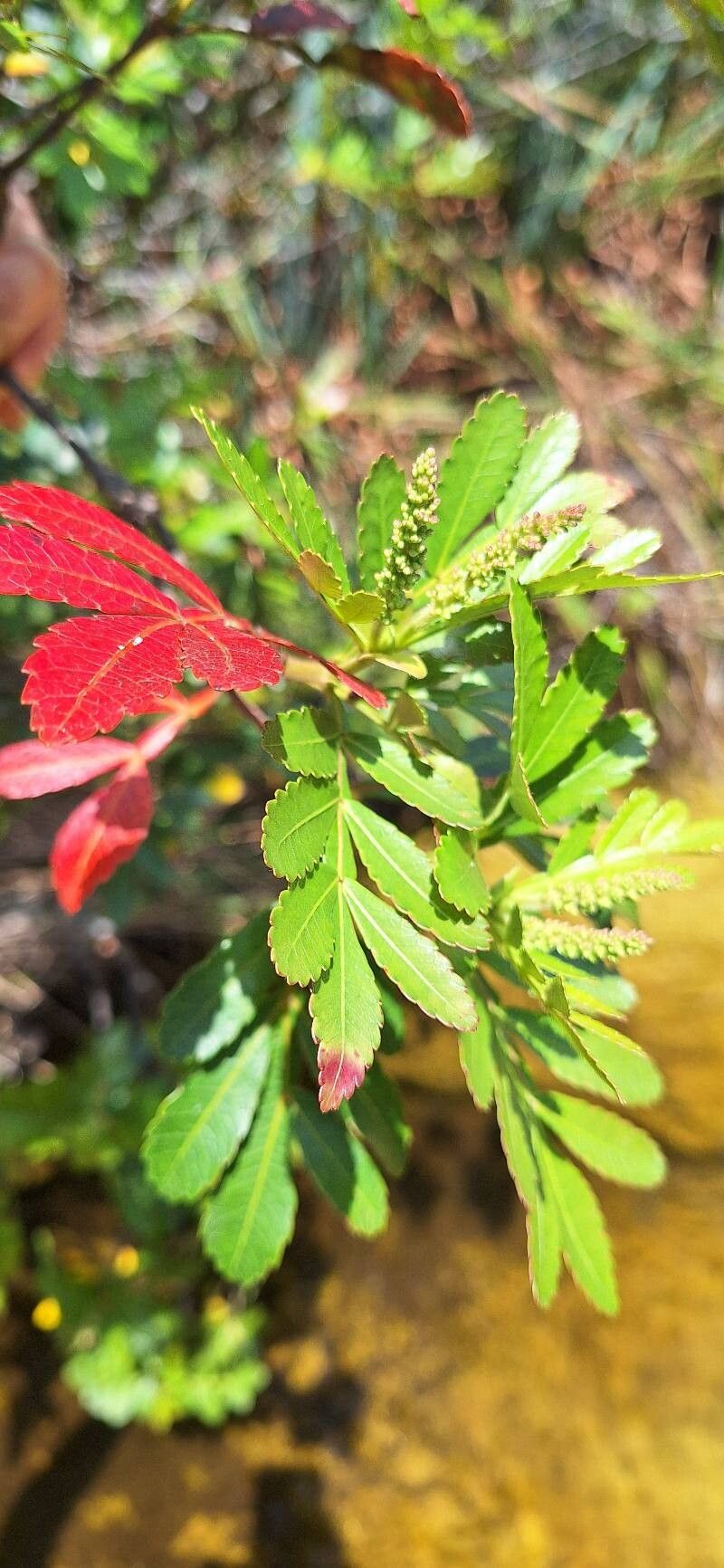 Weinmannia discolor — related species from the same genus