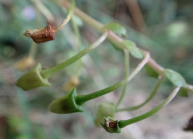 Claytonia sibirica fruit