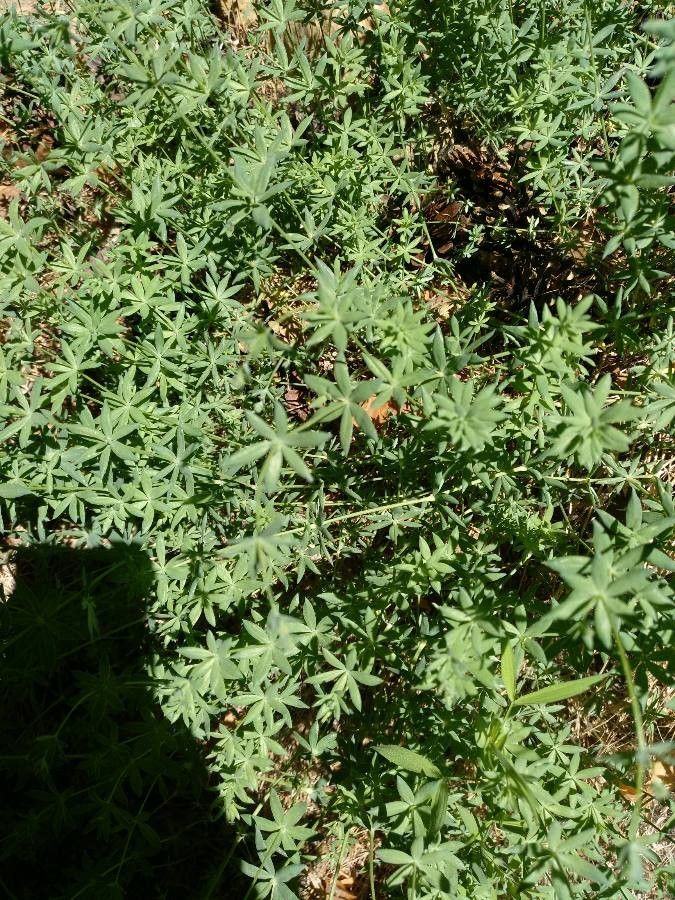 Galium pruinosum leaf