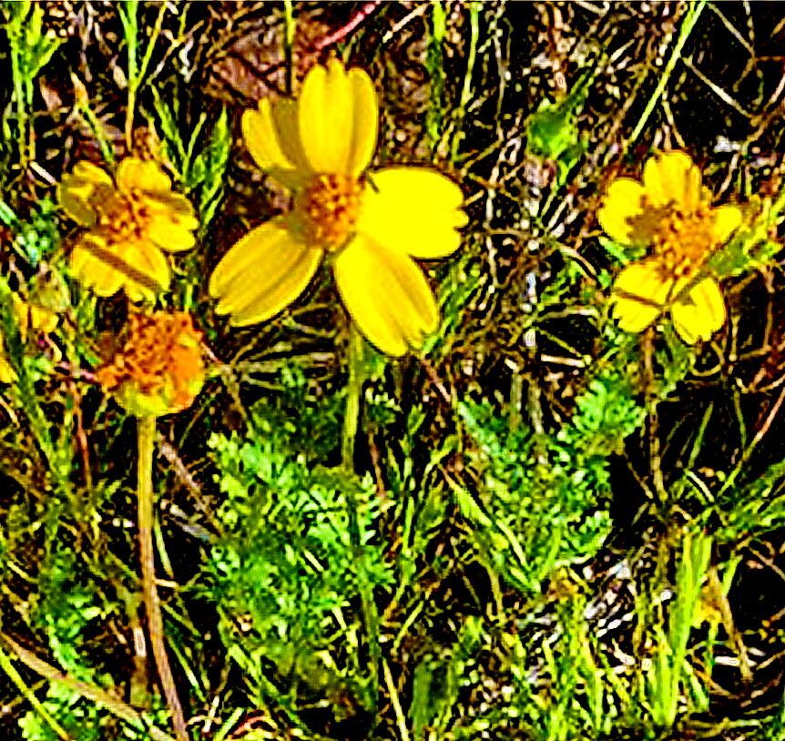 Coreopsis douglasii